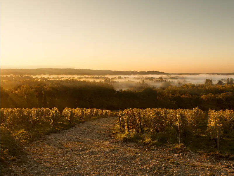 Randonnée à Sancerre : les plus belles balades entre vignes et Loire