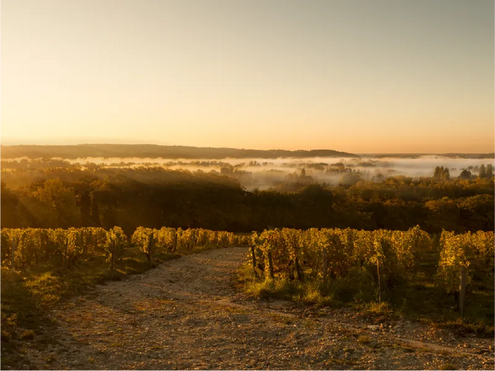 Randonnée à Sancerre : les plus belles balades entre vignes et Loire