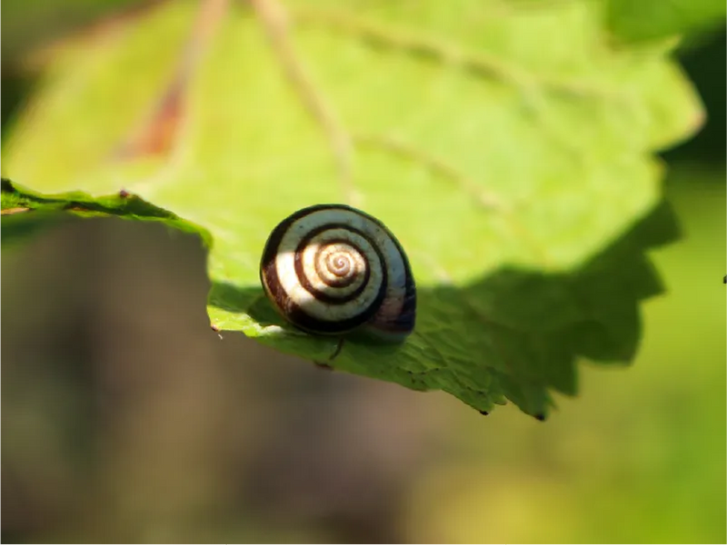 Vin bio ou vin conventionnel: quelle vraie différence ?