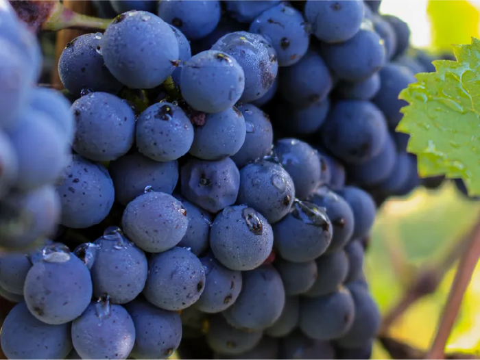 Pinot Noir vs Cabernet Sauvignon : quelles différences ?