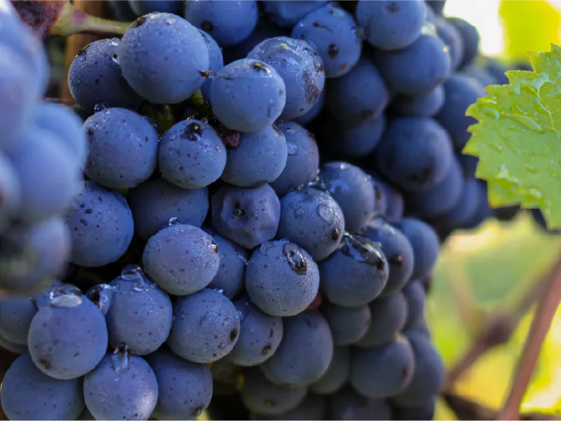 Pinot Noir vs Cabernet Sauvignon : quelles différences ?