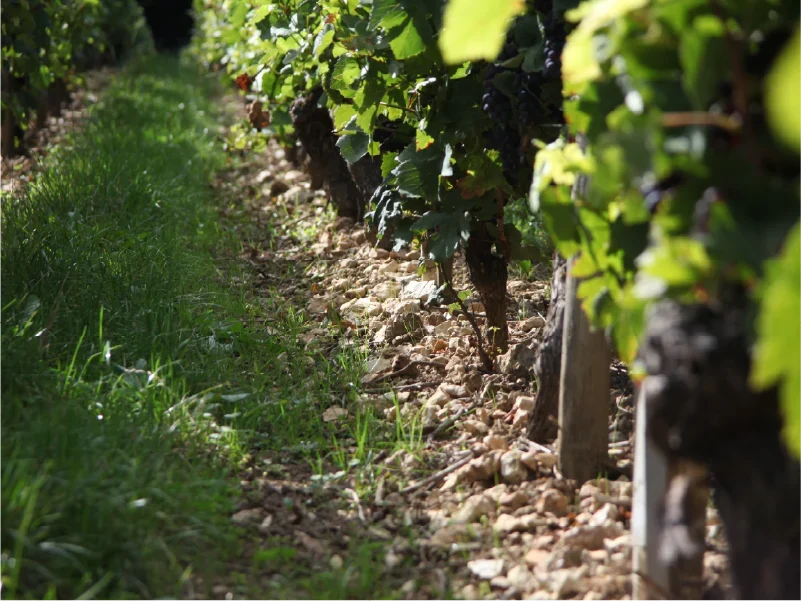 Les 3 terroirs de Sancerre : silex, caillottes, terres blanches