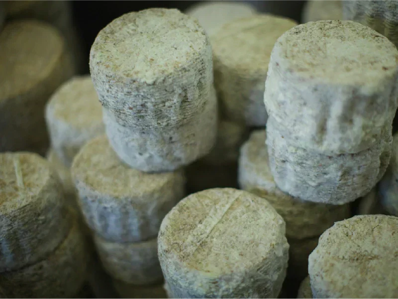 Quel vin avec du fromage de chèvre? Le guide des accords parfaits