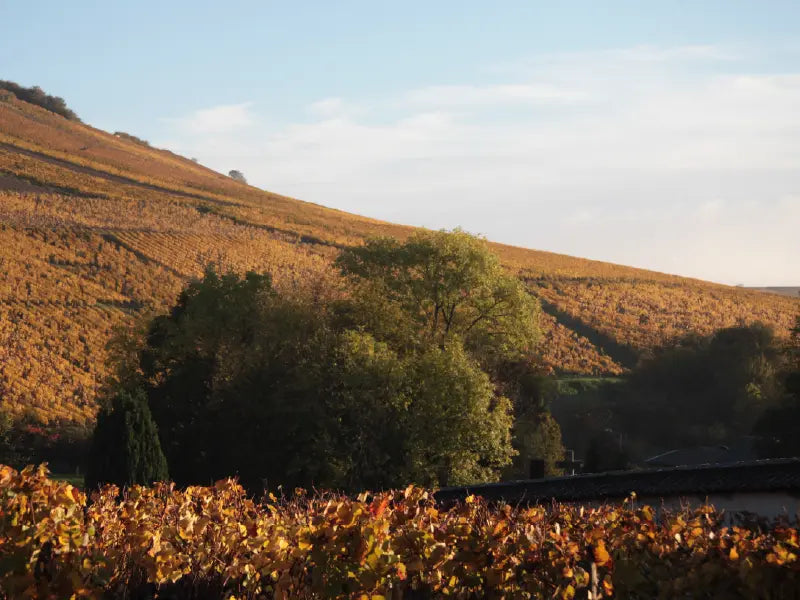 Les meilleurs moments pour visiter Sancerre selon la saison