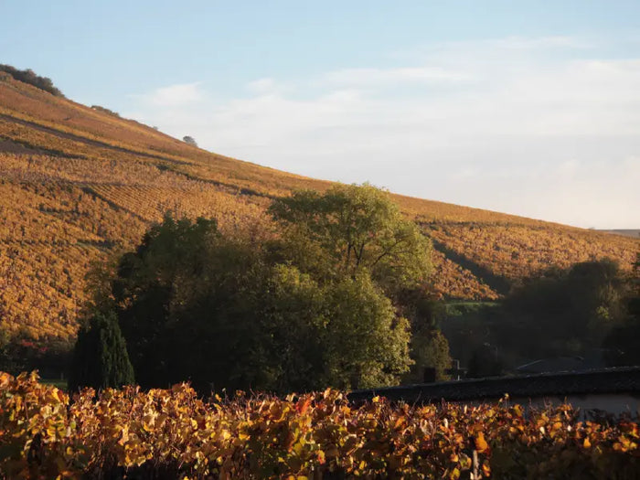 Les meilleurs moments pour visiter Sancerre selon la saison