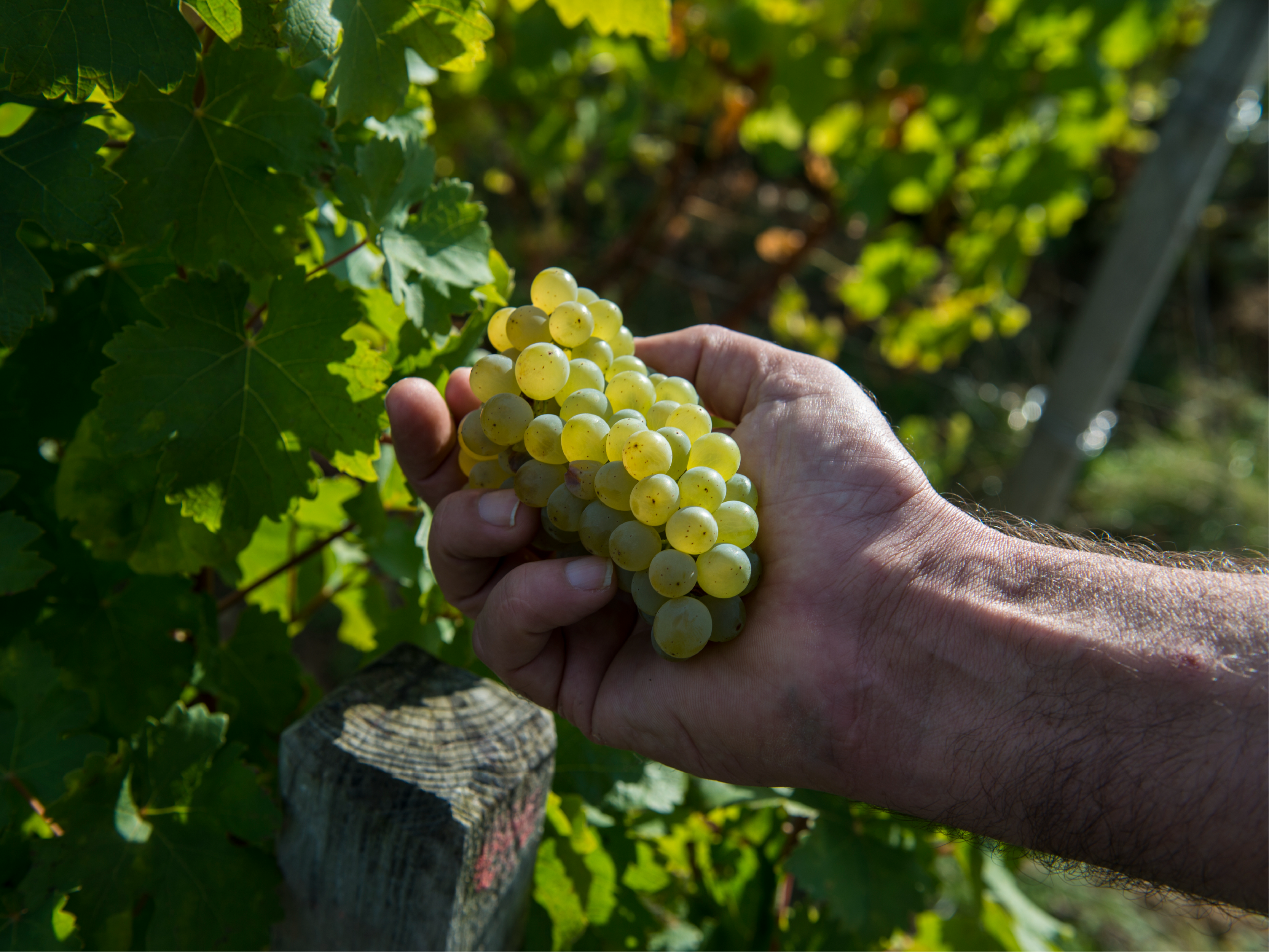 Sauvignon Blanc vs Chardonnay : quelles différences ?