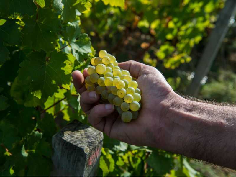 Sauvignon Blanc vs Chardonnay : quelles différences ?