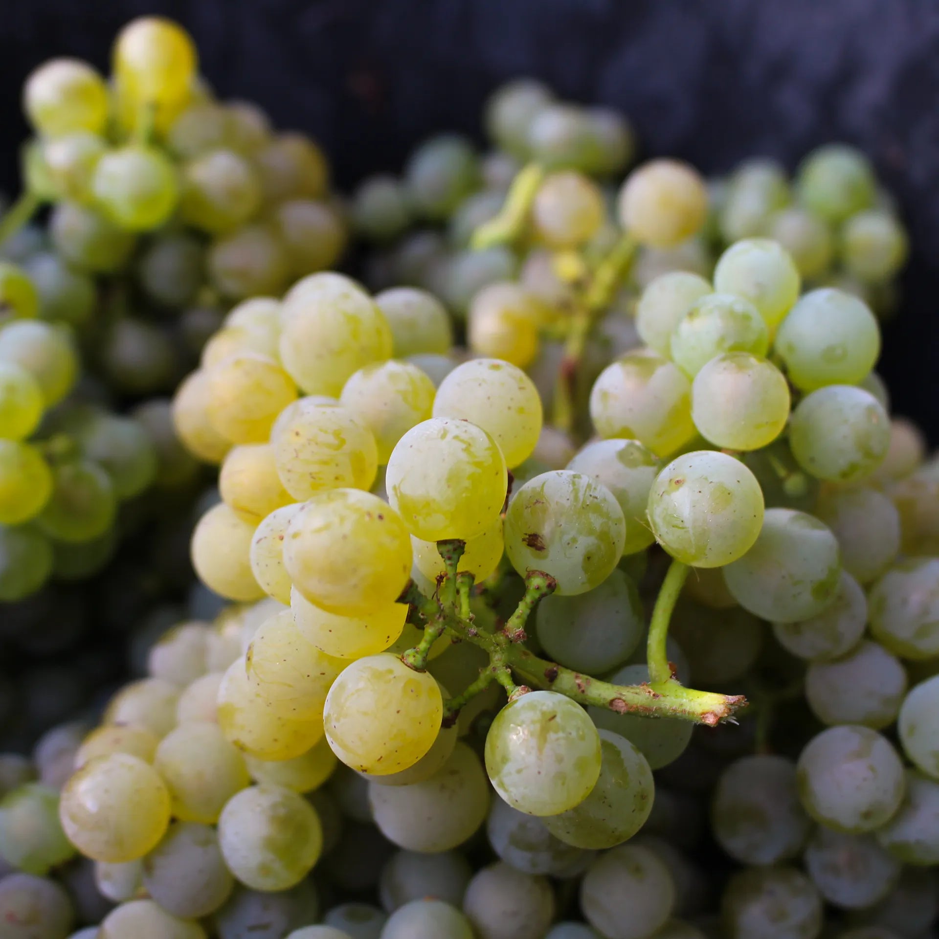 Vins blancs