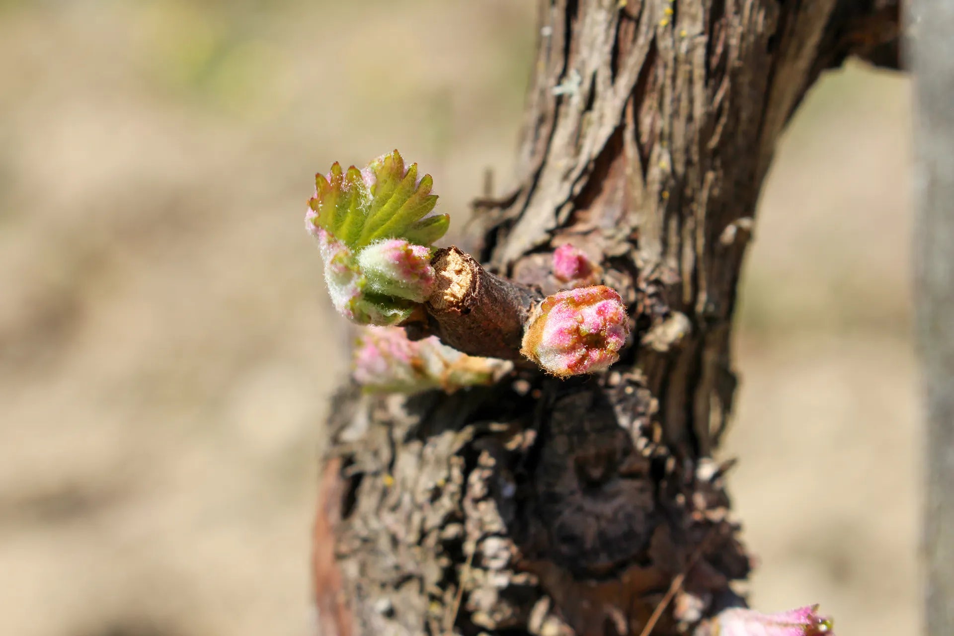 Sancerre rosé