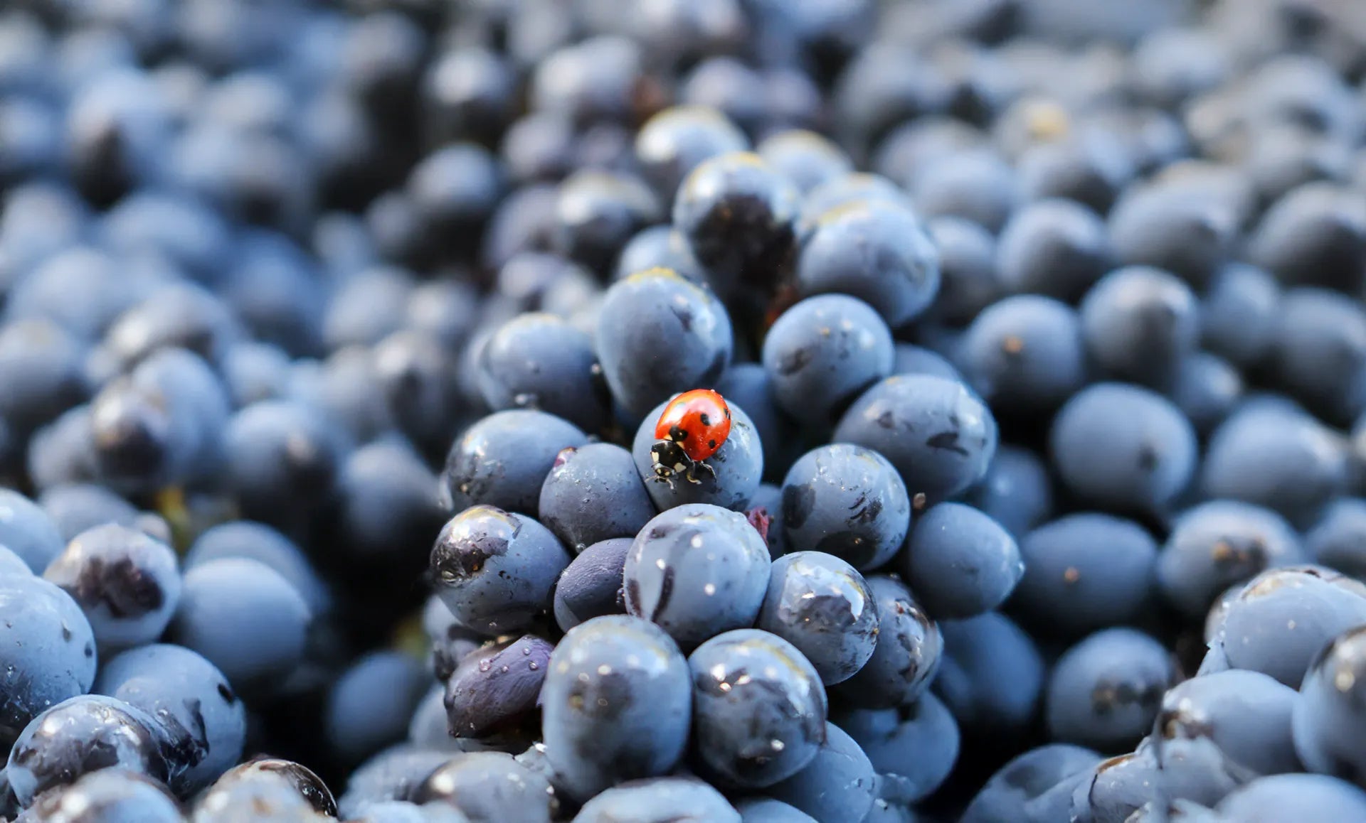 Vins rouges