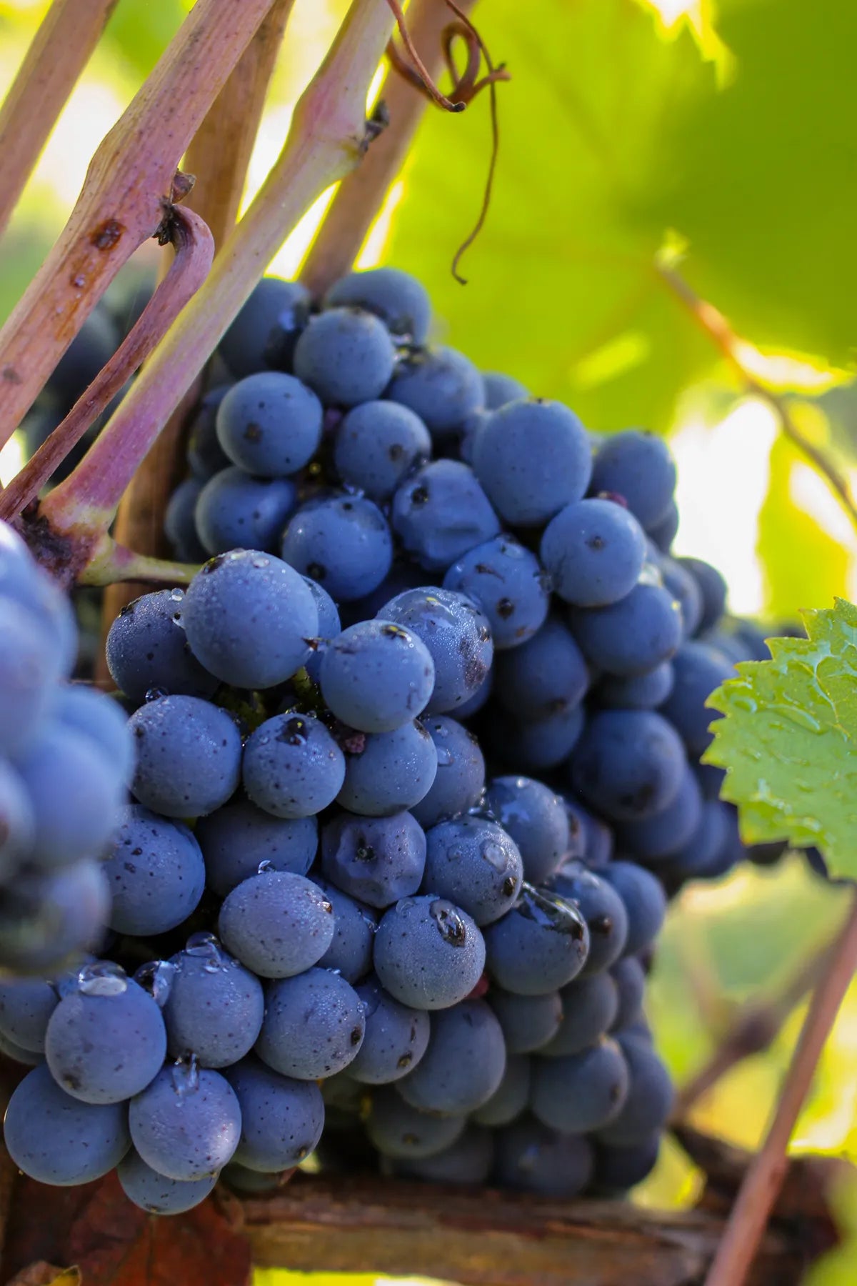 Vue détaillée 3 du Vin rouge "La Bourgeoise" rouge 2014 - Réf 70776532238676
