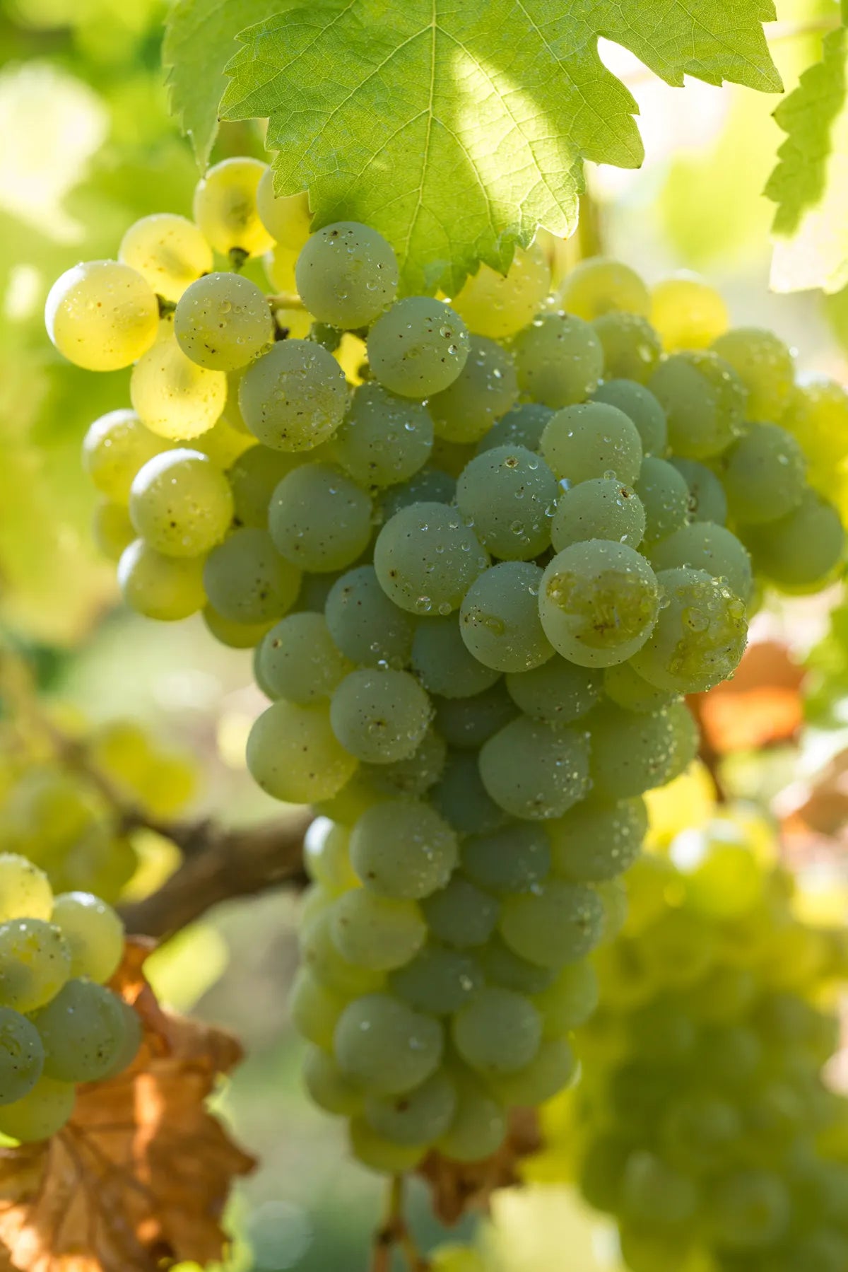 Vue détaillée 3 du Vin blanc Quincy 2024 - Réf 70776347754836