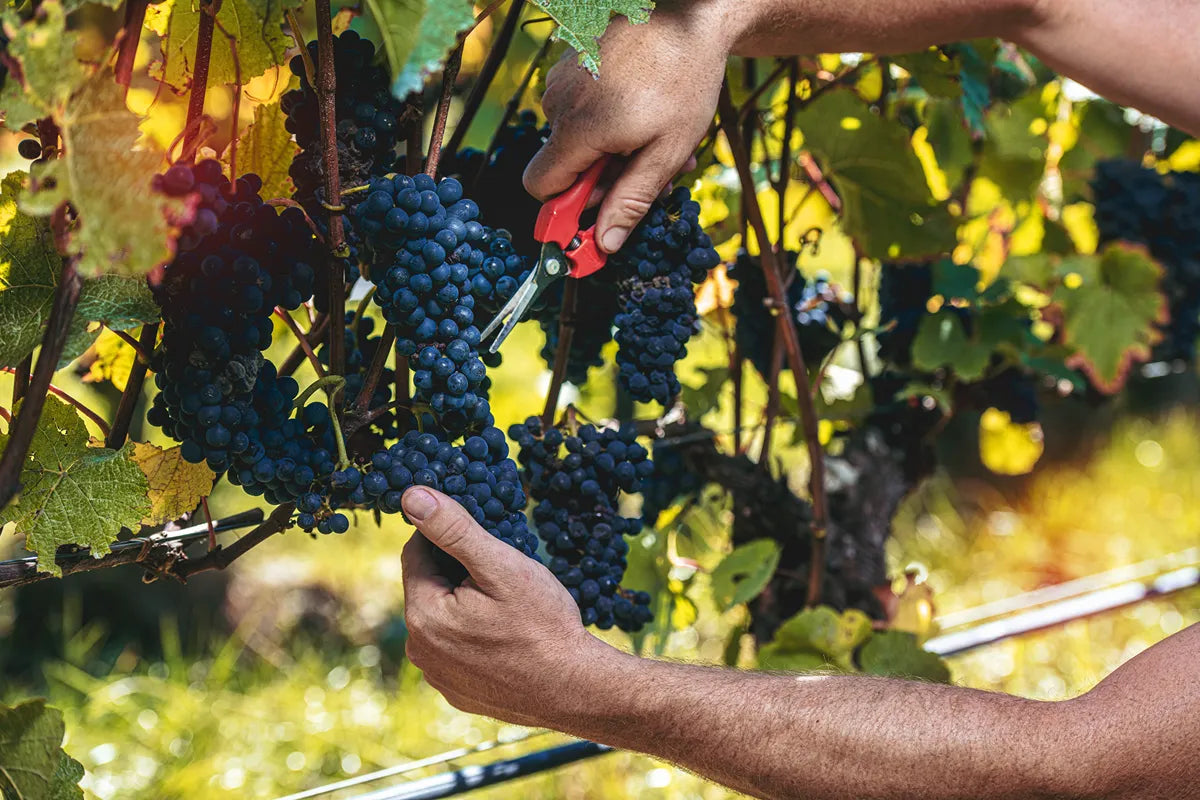 Vue détaillée 4 du Vin blanc "Solange" Blanc de Noirs 2022 - Réf 70779511800148