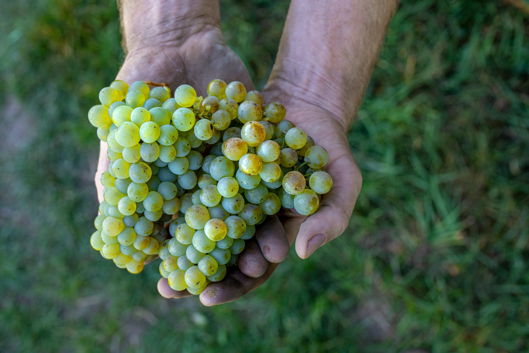 Vue détaillée 4 du Vin blanc "Otira" 2024 - Réf 70738357322068