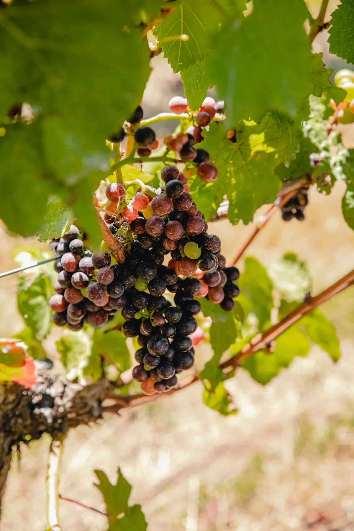 Vue détaillée 5 du Vin rouge "Waimaunga" Pinot noir 2023 - Réf 70776698339668